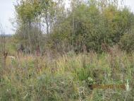 Моквин з panoramio.com