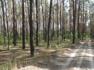 Скрипаї з panoramio.com