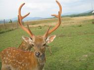 Нанково з panoramio.com