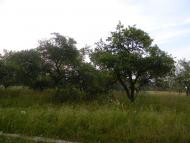 Хрипівка з panoramio.com