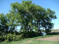 Очеретувате з panoramio.com