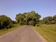 Верба з panoramio.com