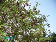 Черняки з panoramio.com