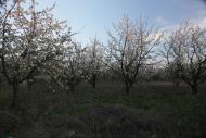 Володимирівка з panoramio.com