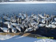 Іваничі - Останні фото