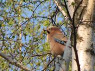 Малійки з panoramio.com