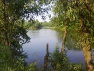 Щурівці з panoramio.com