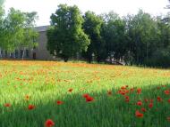 Вишнопіль з panoramio.com