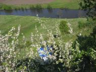 Заривинці з panoramio.com