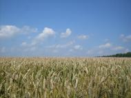 Кузьминці з panoramio.com