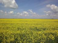 Петрівське з panoramio.com