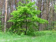 Устинкова Гребля з panoramio.com