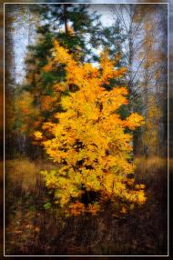 Червоні Квіти з panoramio.com