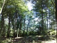 Порошково з panoramio.com