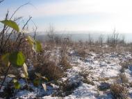 Лопушня з panoramio.com