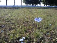 Великі Крушлинці з panoramio.com