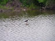 Молодіжне з panoramio.com