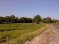 Верба з panoramio.com