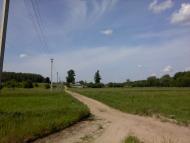 Верба з panoramio.com