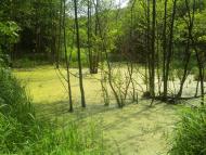 Іволжанське з panoramio.com