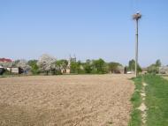 Яблуневе з panoramio.com