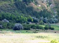 Дубове з panoramio.com