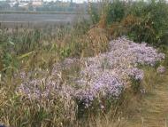 Сукачі з panoramio.com