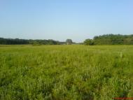 Сизе з panoramio.com