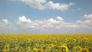 Поташенкове з panoramio.com