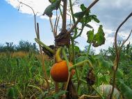 Суворовське з panoramio.com