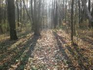 Гостролуччя - Останні фото