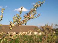 Лебедівка з panoramio.com