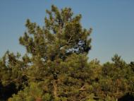 Лиманне з panoramio.com