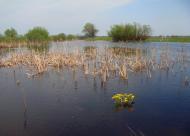 Карпилівка з panoramio.com