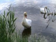 Войкове з panoramio.com