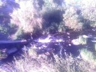 Надлак з panoramio.com