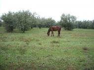 Калачівка з panoramio.com