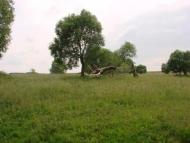 Ваганичі з panoramio.com