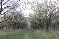 Володимирівка з panoramio.com