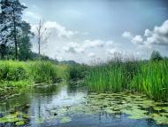 Струмок з panoramio.com