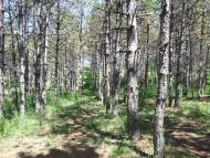 Строгонівка з panoramio.com