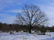 Губин з panoramio.com