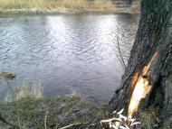 Пугачівка - Останні фото