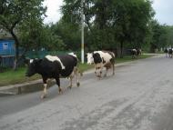 Марочкине з panoramio.com