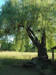 Кулики з panoramio.com