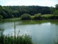 Дрозди з panoramio.com