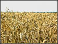 Устинкова Гребля з panoramio.com