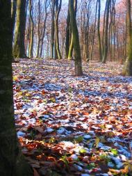 Лопушня з panoramio.com