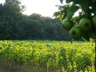 Мошурів з panoramio.com