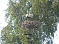 Півнівщина з panoramio.com